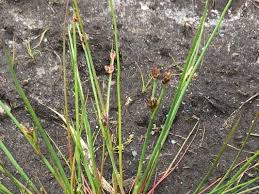 Attēlu rezultāti vaicājumam “Juncus bulbosus”