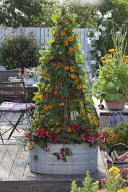 Image result for schwarzäugige Susanne