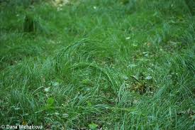 Attēlu rezultāti vaicājumam “Carex praecox”