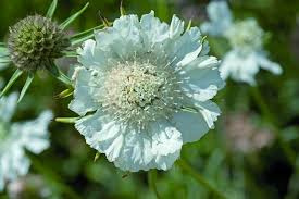 Image result for scabiosa caucasica