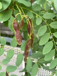 Attēlu rezultāti vaicājumam “Robinia pseudoacacia fruit”