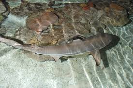 Image result for Carcharhinus melanopterus