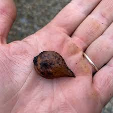 Attēlu rezultāti vaicājumam “Juglans ailanthifolia”