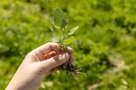 Attēlu rezultāti vaicājumam “Atriplex patula leaf”