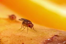 Attēlu rezultāti vaicājumam “Drosophila melanogaster”