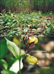 Attēlu rezultāti vaicājumam “Cypripedium calceolus flower”
