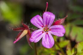Attēlu rezultāti vaicājumam “Geranium robertianum flower”