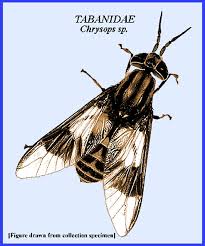 Attēlu rezultāti vaicājumam “Chrysops”