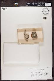 Attēlu rezultāti vaicājumam “Sclerophora farinacea”