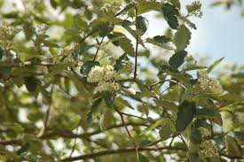 Attēlu rezultāti vaicājumam “Sorbus intermedia”