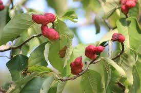 Attēlu rezultāti vaicājumam “Magnolia acuminata fruit”