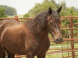 Image result for chestnut friesian
