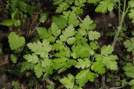 Attēlu rezultāti vaicājumam “Chaerophyllum aromaticum leaf”