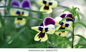 Attēlu rezultāti vaicājumam “Viola tricolor”