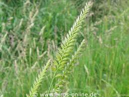 Attēlu rezultāti vaicājumam “Cynosurus cristatus fruit”
