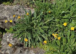 Attēlu rezultāti vaicājumam “Leontodon hispidus fruit”