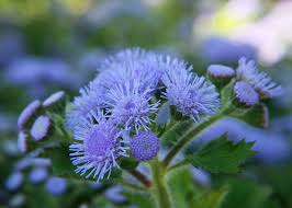 Image result for Ageratum mexicanum
