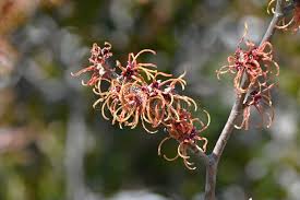 Attēlu rezultāti vaicājumam “Hamamelis japonica”