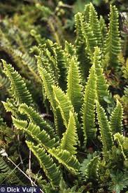 Attēlu rezultāti vaicājumam “Polystichum lonchitis”