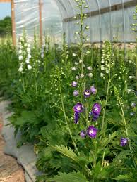 Attēlu rezultāti vaicājumam “Delphinium elatum  fruit”