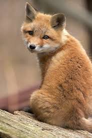 Attēlu rezultāti vaicājumam “Vulpes vulpes”