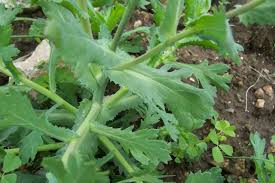 Image result for Chrysanthemum segetum