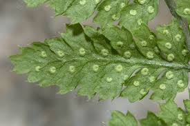 Attēlu rezultāti vaicājumam “Dryopteris dilatata”