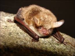 Attēlu rezultāti vaicājumam “Myotis nattereri”