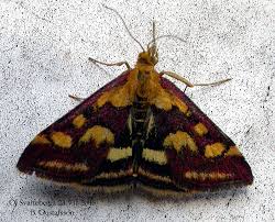 Attēlu rezultāti vaicājumam “Pyrausta purpuralis”