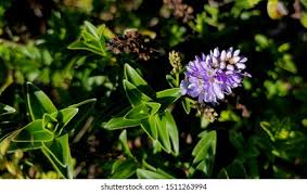 Attēlu rezultāti vaicājumam “Callitrichaceae”