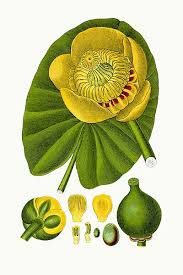 Attēlu rezultāti vaicājumam “Nuphar lutea fruit”