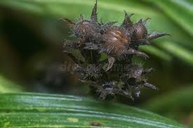 Attēlu rezultāti vaicājumam “Carex hirta female flower”