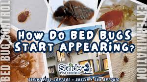 Image result for bed bugs