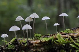 Attēlu rezultāti vaicājumam “Mycena amicta”