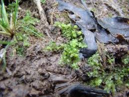 Attēlu rezultāti vaicājumam “Fossombronia wondraczekii spores”