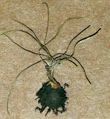 Attēlu rezultāti vaicājumam “Isoetaceae”