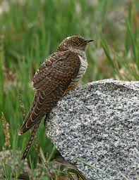 Attēlu rezultāti vaicājumam “Cuculus canorus”