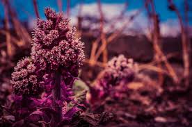 Attēlu rezultāti vaicājumam “Petasites hybridus flower”