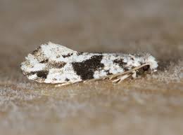 Attēlu rezultāti vaicājumam “Nemapogon cloacella”