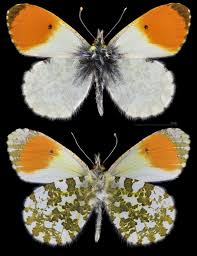 Attēlu rezultāti vaicājumam “Anthocharis cardamines male”