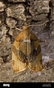 Attēlu rezultāti vaicājumam “Pandemis”