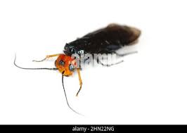 Attēlu rezultāti vaicājumam “Pamphiliidae”