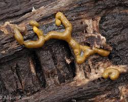 Attēlu rezultāti vaicājumam “Ceratiomyxa morchella spores”