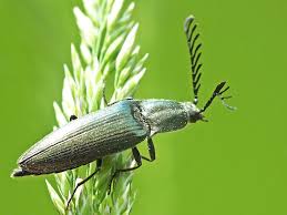 Attēlu rezultāti vaicājumam “Ctenicera pectinicornis”