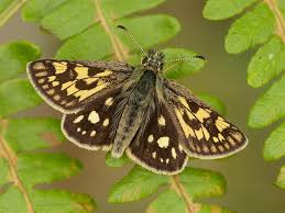 Attēlu rezultāti vaicājumam “Carterocephalus silvicolus female”