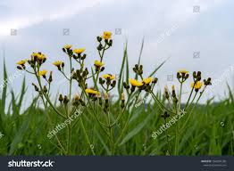 Attēlu rezultāti vaicājumam “Hieracium umbellatum bud”