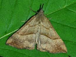 Attēlu rezultāti vaicājumam “Hypena proboscidalis”