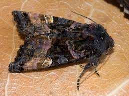 Attēlu rezultāti vaicājumam “Euplexia lucipara”