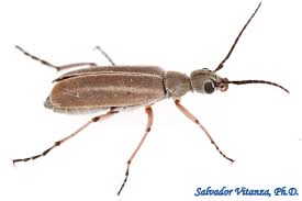 Attēlu rezultāti vaicājumam “Meloidae”