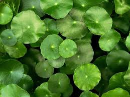 Attēlu rezultāti vaicājumam “Hydrocotyle vulgaris bud”